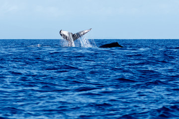 Fototapeta premium Humpback whale tail slapping.