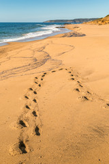 Traces of feet runs into the sand on the sardinian beach of Gutturu and Flumini