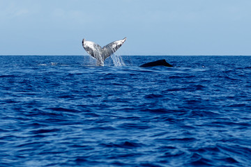 Fototapeta premium Humpback whale tail slapping.