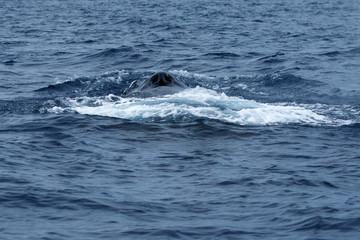Obraz premium Humpback whale blow hole