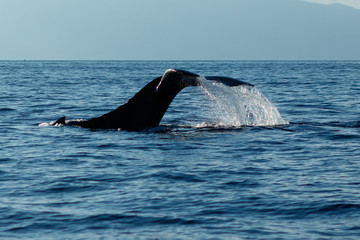 Fototapeta premium Humpback whale tail slapping.