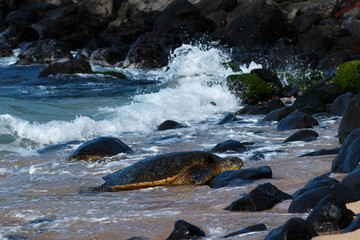 Sea turtle coming ashore at Hookipa beach.