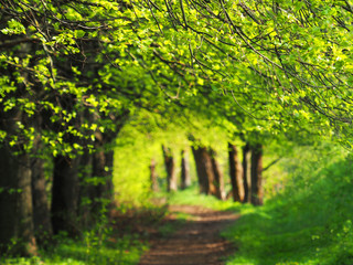 Spring landscape, linden alley, lane in the sun. Awakening of nature, natural fresh greens, lush foliage. Footpath in nature park. Branches of trees hanging over the path