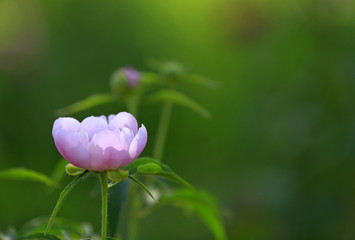 Blooming peony flowers in the park