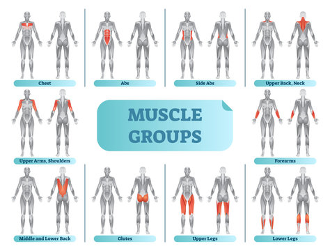 Female muscle groups anatomical fitness vector illustration, sports training informative poster.