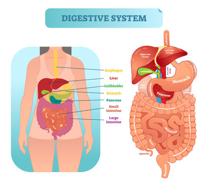Human digestive system anatomical vector illustration diagram with inner organs.