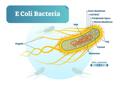 E Coli bacteria micro biological vector illustration cross section labeled diagram. Medical research information poster.