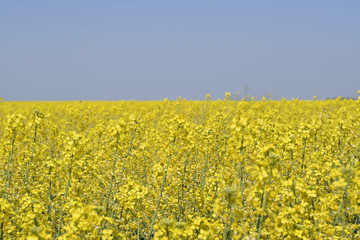 Rapeseed field. Yellow rape flowers, field landscape. Blue sky and rape on the field