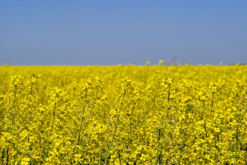 Obraz premium Rapeseed field. Yellow rape flowers, field landscape. Blue sky and rape on the field