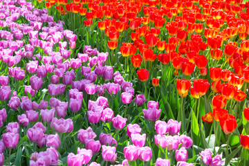 Blooming colorful tulips flowerbed in public flower garden. Popular tourist site. Lisse, Holland, Netherlands. Selective focus. Nature flowers background
