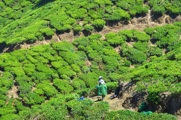 DARJEELING - INDIA - 02 FEBRUARY 2018. Some Indian women are gathering tea leaves from the green plantations grown on terraces in the hills of Darjeeling, India.