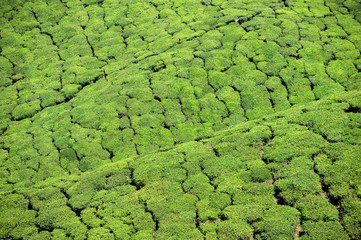Beautiful expanse of green tea plantations at sunset, grown in terraces on the hills of Darjeeling. India.