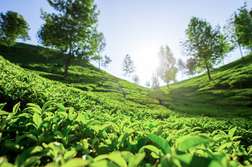 (Selective focus) Beautiful expanse of green tea plantations grown in terraces on the hills of Darjeeling, India.