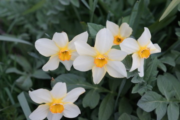 Obraz premium yellow white