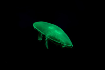 Green Jelly fish on black isolated background
