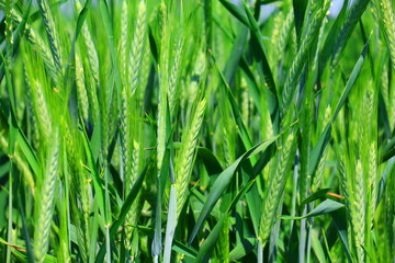 green wheat field background