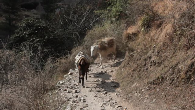 Loaded mules (equus mulus) and donkeys coming along mountain path. Caravan of mules, baggage animal, anciet freight hauling. Himalayas
