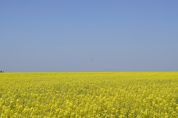 Rapeseed field. Yellow rape flowers, field landscape. Blue sky and rape on the field