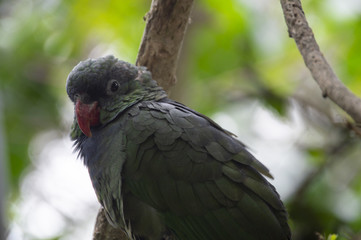 Andean parrot
