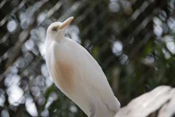 White egret