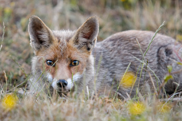 Naklejka na ściany i meble Red fox in a field 