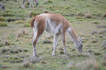 guantamo el calafate perito moreno