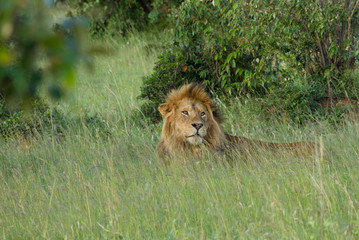 Masai Mara Savanna, Kenya
