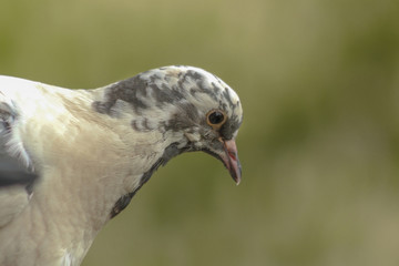 A close portrait of a white pigeon with colorful patterns.