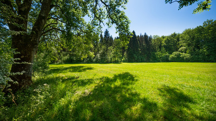 Green Meadow in spring on a sunny day
