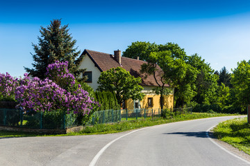 View of traditional village house with lilac. Czech republic.