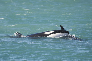 Orca Patagonia Argentina