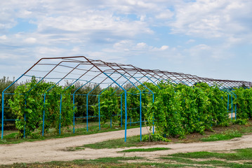 Fototapeta premium A large shed is a gazebo made of metal rods along a dirt road. Roadside gazebo made of steel for grapes. Blue grapes