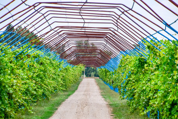 A large shed is a gazebo made of metal rods along a dirt road. Roadside gazebo made of steel for grapes. Blue grapes