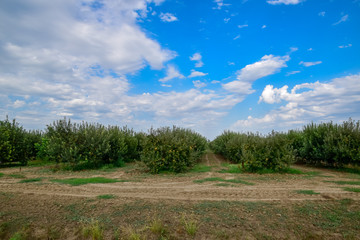 Apple orchard. Rows of trees and the fruit of the ground under the trees.