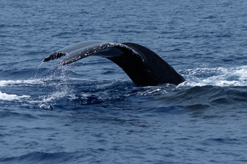 Humpback whale tail fluke.