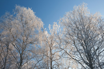Hoarfrost birch tree tops winter and sky