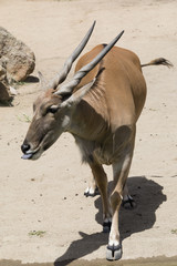 Eland