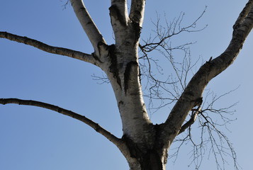 冬　木　空　素材