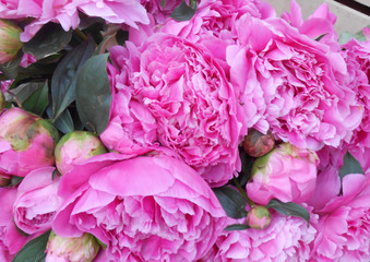 Obraz premium Pink Peonies at Cours Saleya Market in Nice 2