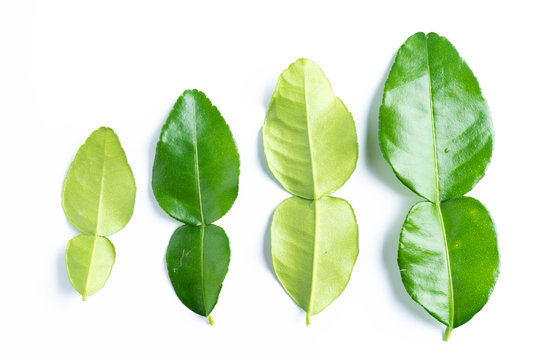 kaffir lime leaves on white