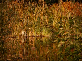 high grasses on the banks of a pond, in the last evening light, the grasses are reflected in the water, in the very blurred foreground green leaves