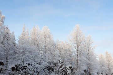 Snow covered trees and sky at winter day