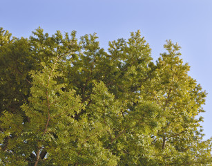 木　葉　空　素材