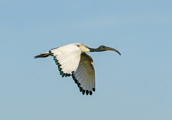 Sacred Ibis In Flight - A beautiful, white sacred ibis takes flight across the savanna. Ngorongoro Crater, Tanzania, Africa.