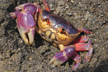 The colorful land crab Gecarcinus quadratus, also known as the halloween crab, makes its way along Paloma Beach in Costa Rica.
