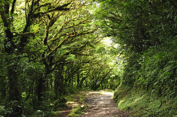 Fototapeta na wymiar Lush, green foliage surrounds the numerous hiking trails in Monteverde Cloud Forest in Costa Rica.