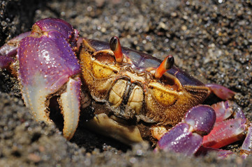 The colorful land crab Gecarcinus quadratus, also known as the halloween crab, makes its way along Paloma Beach in Costa Rica.