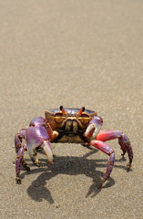 The colorful land crab Gecarcinus quadratus, also known as the halloween crab, makes its way along Paloma Beach in Costa Rica.