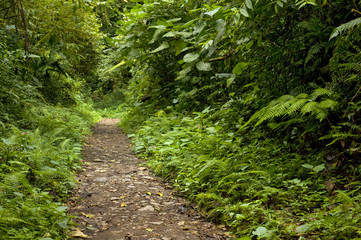 Lush, green foliage surrounds the numerous hiking trails in Monteverde Cloud Forest in Costa Rica.