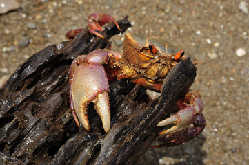 The colorful land crab Gecarcinus quadratus, also known as the halloween crab, makes its way along Paloma Beach in Costa Rica.